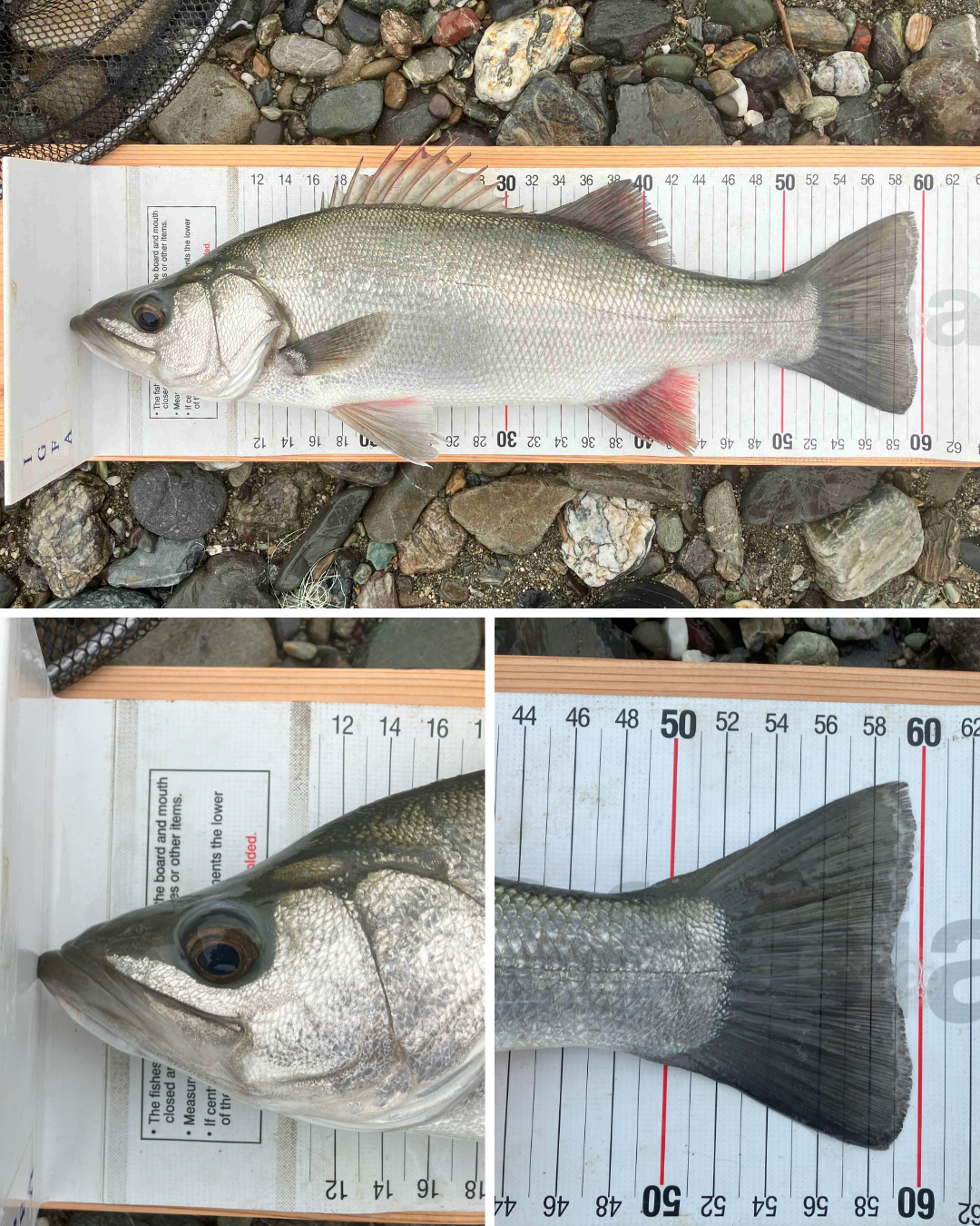 JGFA日本記録-申請と認定 | JGFA NPO法人ジャパンゲームフィッシュ協会