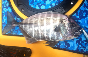 PHILLIP W. RICHMOND Jr.